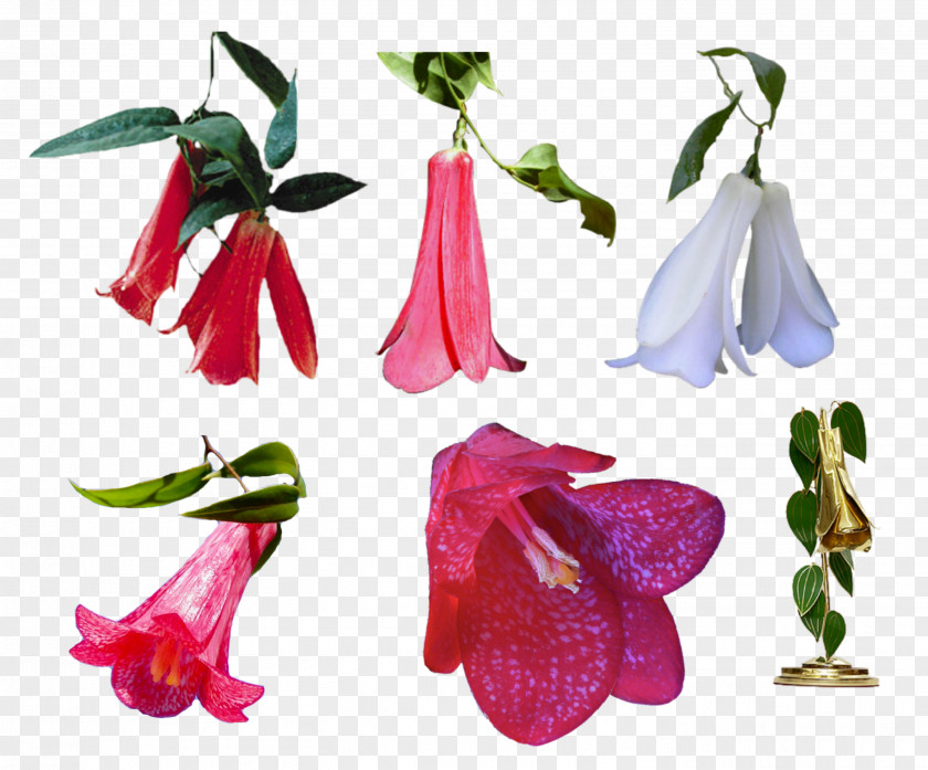 Flor Lapageria Chile Flower PNG