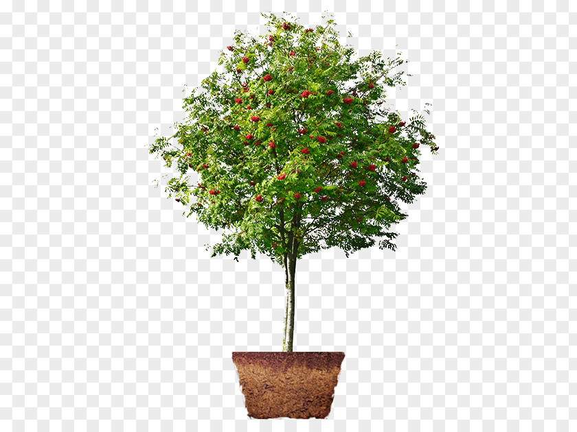 Green Garden Houseplant Fig Trees Fruit Tree PNG