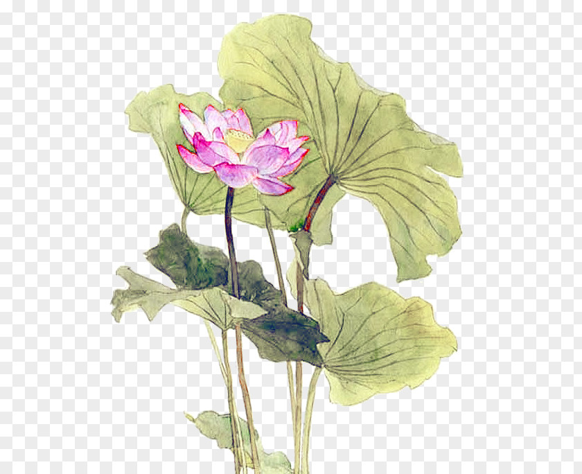 Hand-painted Lotus Nelumbo Nucifera Leaf Effect PNG