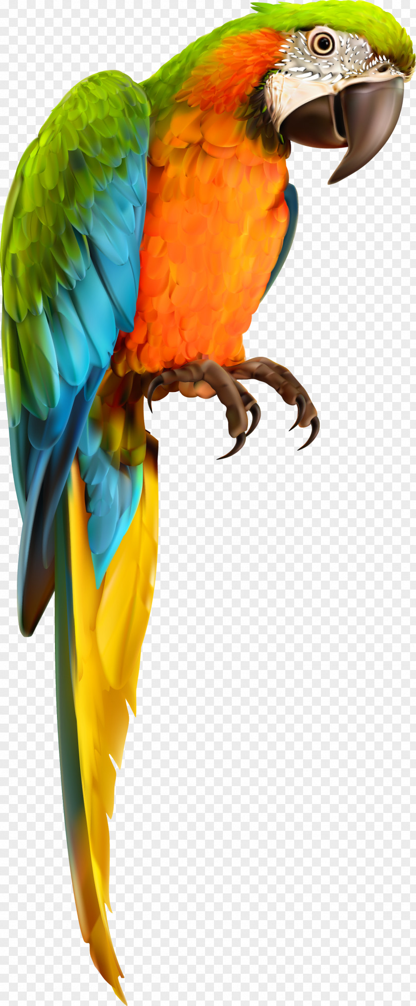 Parrot Bird Animal Vector Material PNG