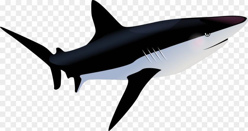 Shark Tiger Fish PNG