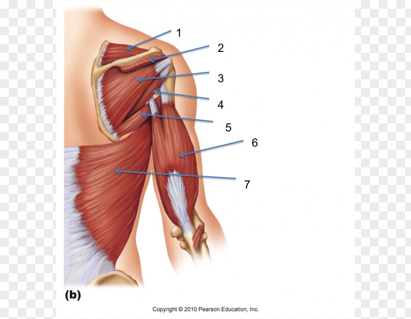 Teres Minor Muscle Major Triceps Brachii Biceps Anatomy PNG