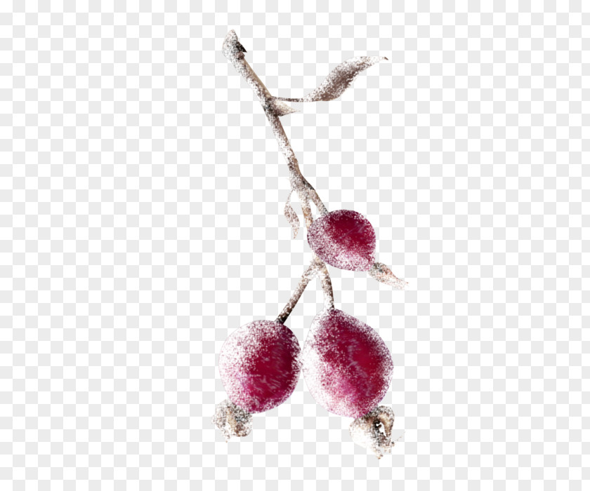 Auglis Branch Berry Clip Art PNG