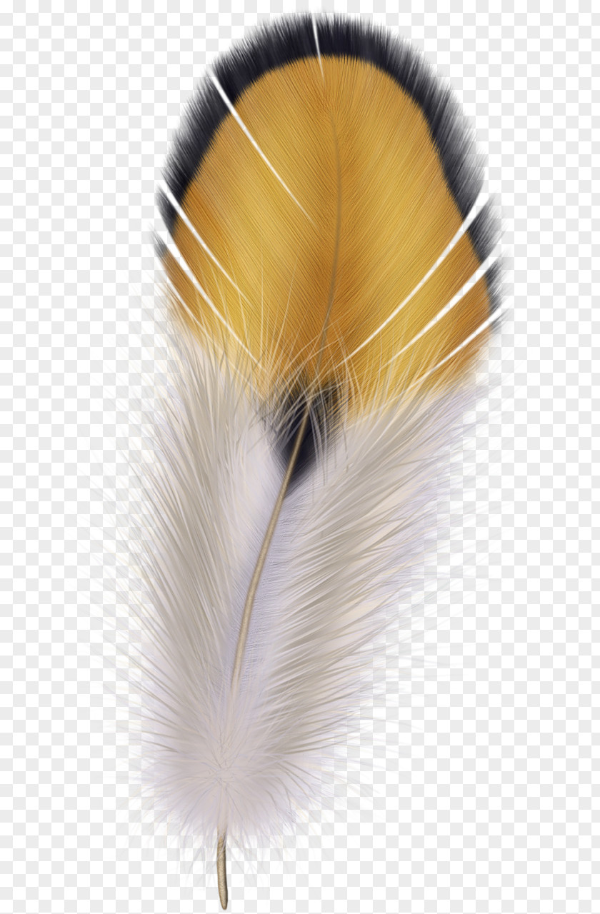 Bird The Floating Feather Pen Clip Art PNG