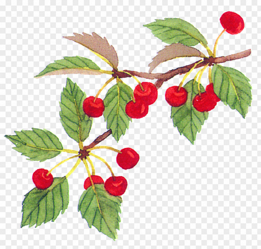 Cherry Tree Branch Picture Material Fruit Food PNG