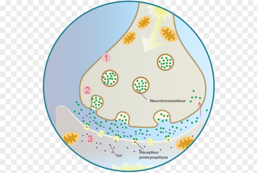 Circle Identity Management Organism Clip Art PNG