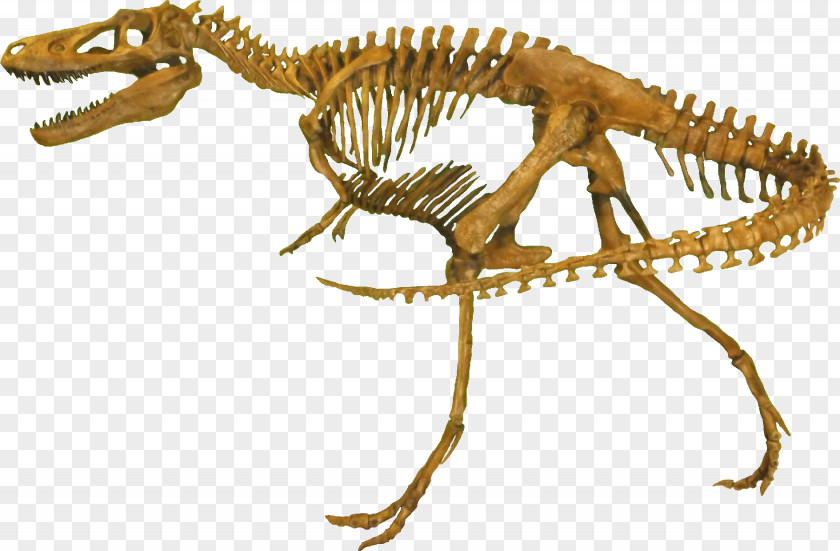 Clean Rocky Mountain Dinosaur Resource Center Nanotyrannus Tyrannosaurus Gorgosaurus Daspletosaurus PNG