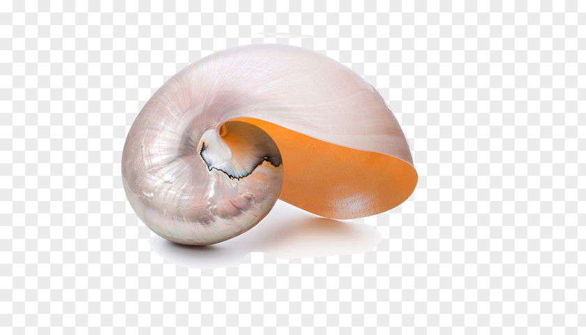 Conch Nautilidae Seashell Chambered Nautilus Spiral PNG