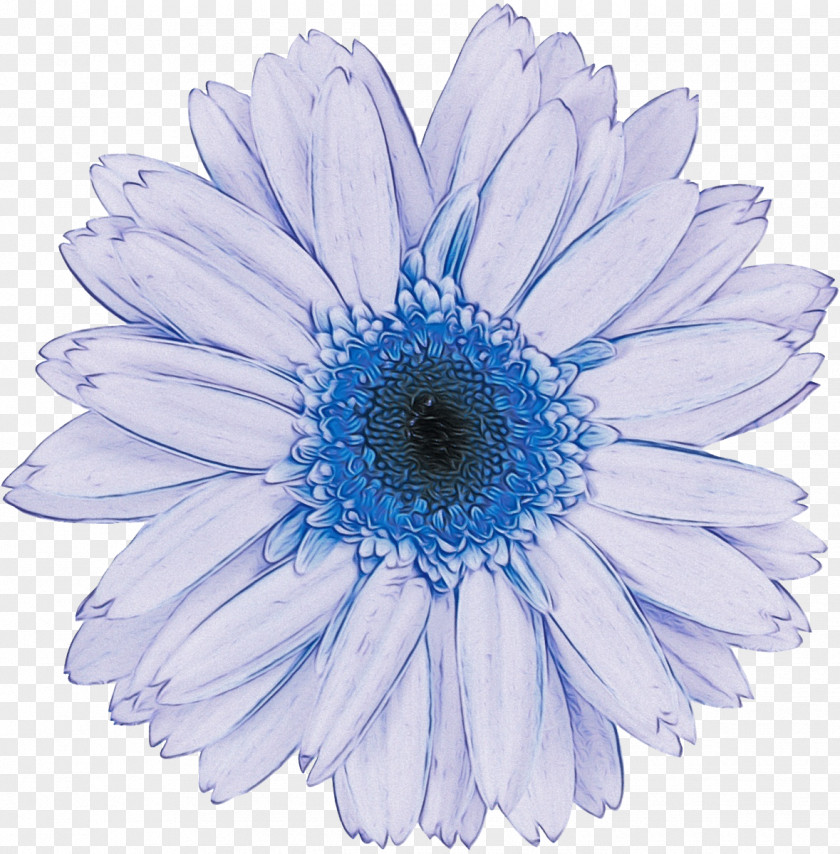 Cut Flowers Daisy PNG