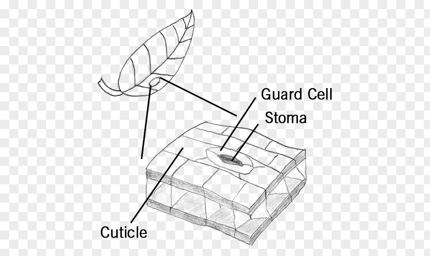 Cuticle Guard Cell Stoma Leaf Microscope PNG