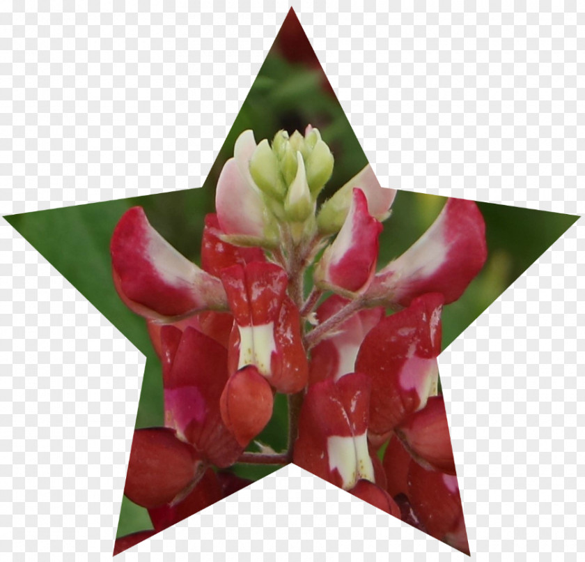 Gift Floral Design Cut Flowers Petal PNG