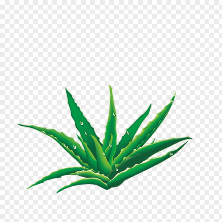 Aloe U5b8cu7f8eu82a6u835f PNG