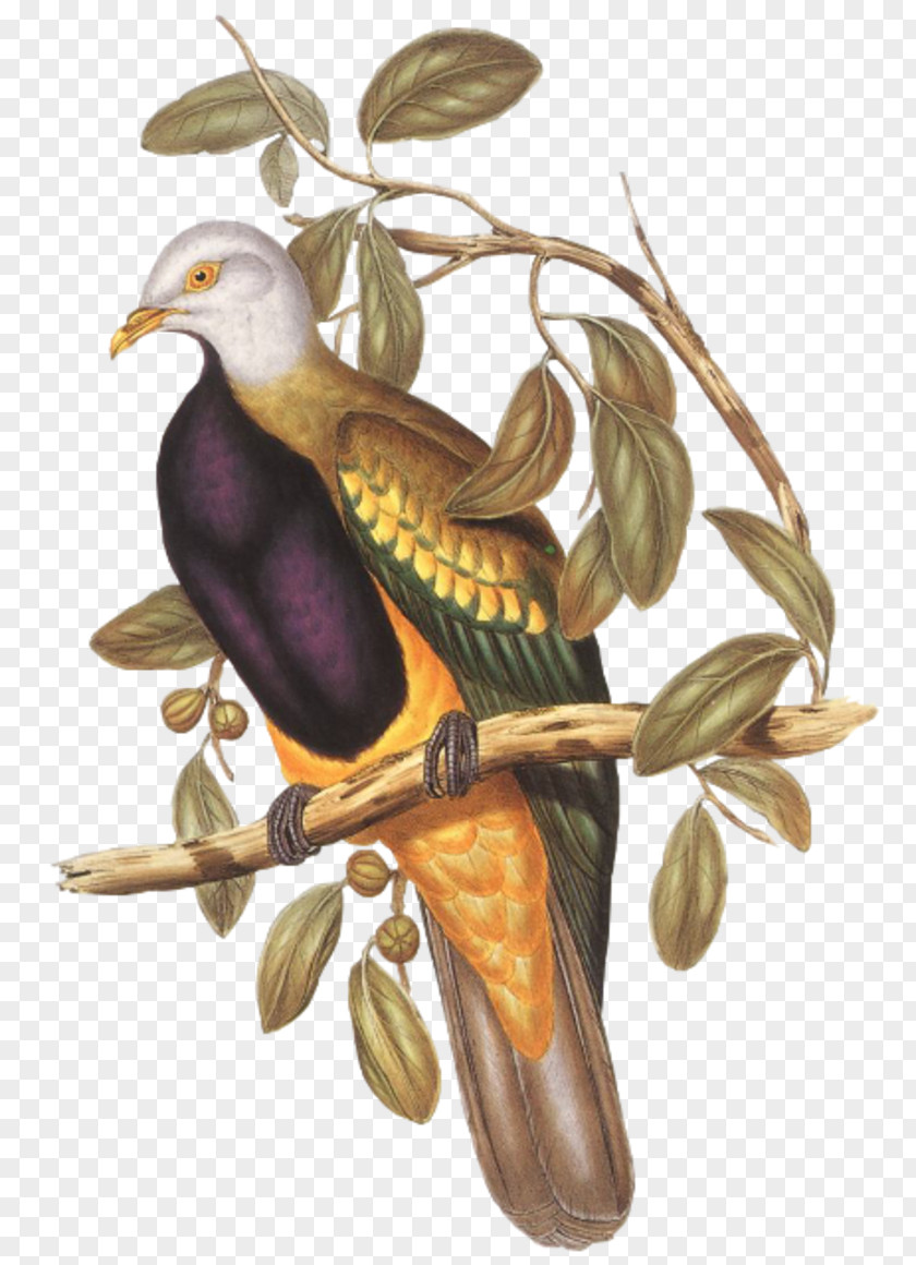 Bird Wompoo Fruit Dove Auglis PNG