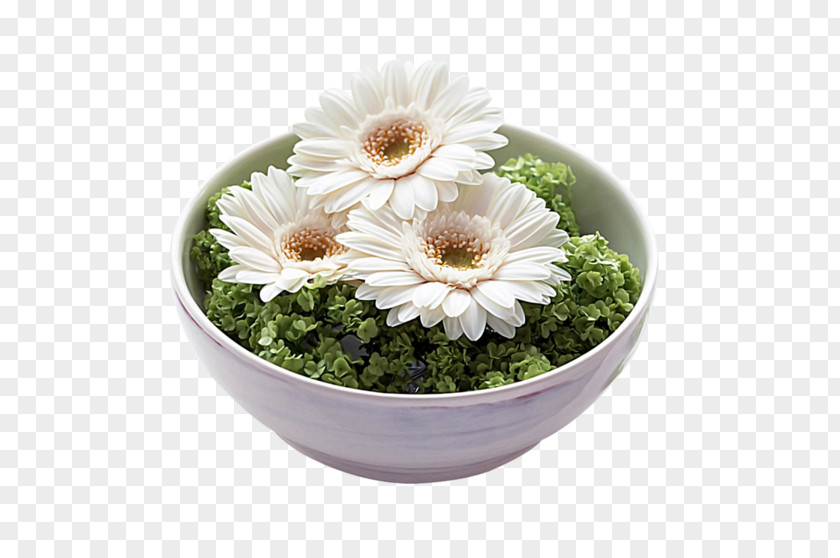 Chrysanthemum สิ่งใดเกิดขึ้นแล้ว สิ่งนั้นดีเสมอ PNG