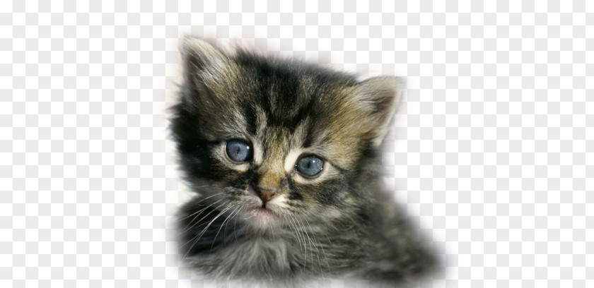 Kitten Asian Semi-longhair British Ragamuffin Cat Norwegian Forest PNG