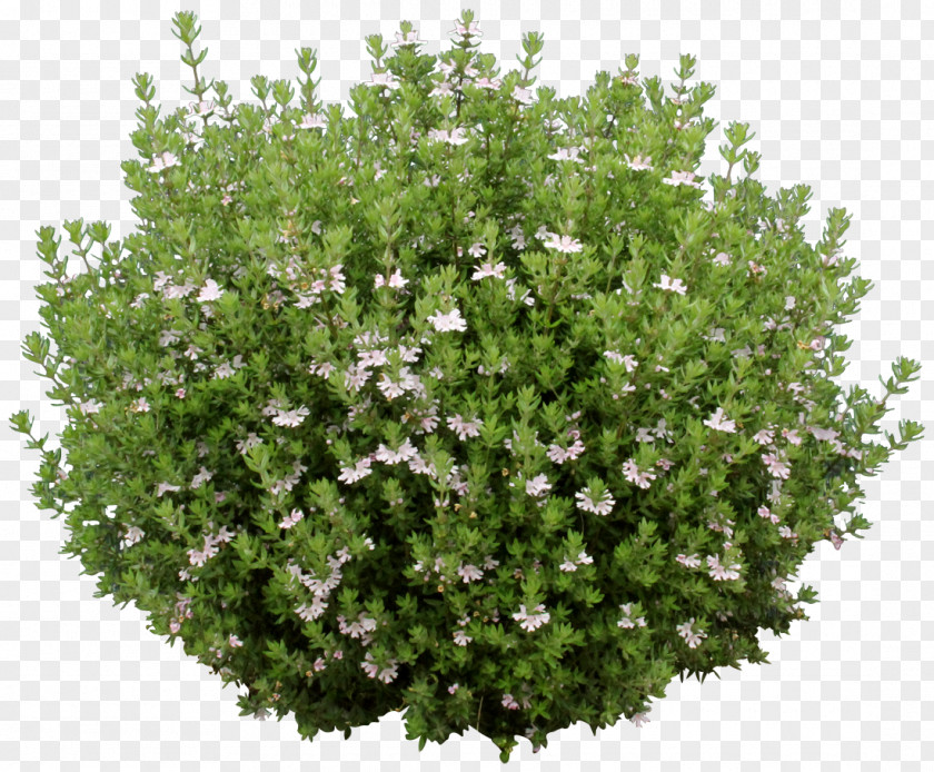 Pot Plant Shrub Tree Groundcover Green PNG
