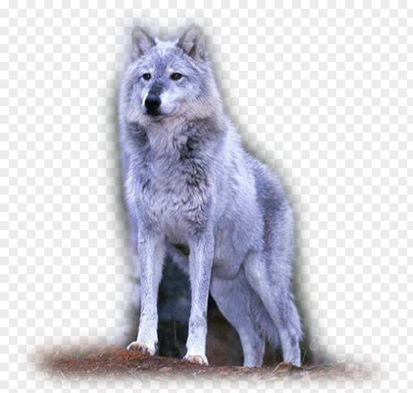 Saarloos Wolfdog Tamaskan Dog Coyote Alaskan Tundra Wolf PNG