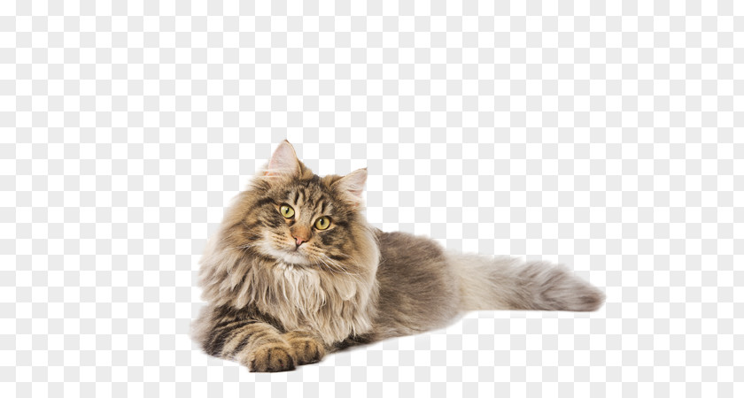 Coon Maine Siberian Cat Norwegian Forest Whiskers Asian Semi-longhair PNG