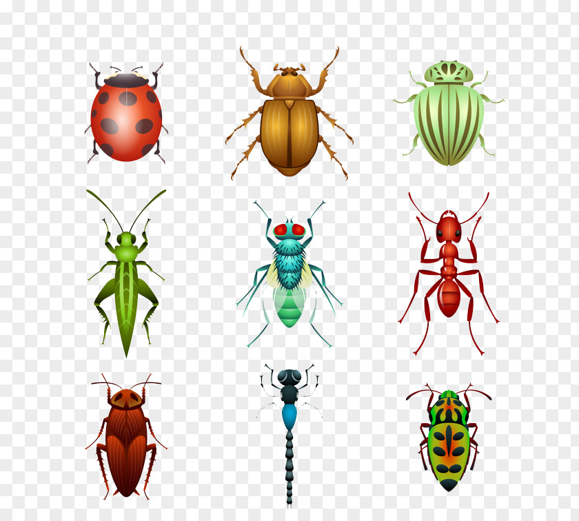 Design Insect Vector Material Beetle Euclidean Sticker Ladybird PNG