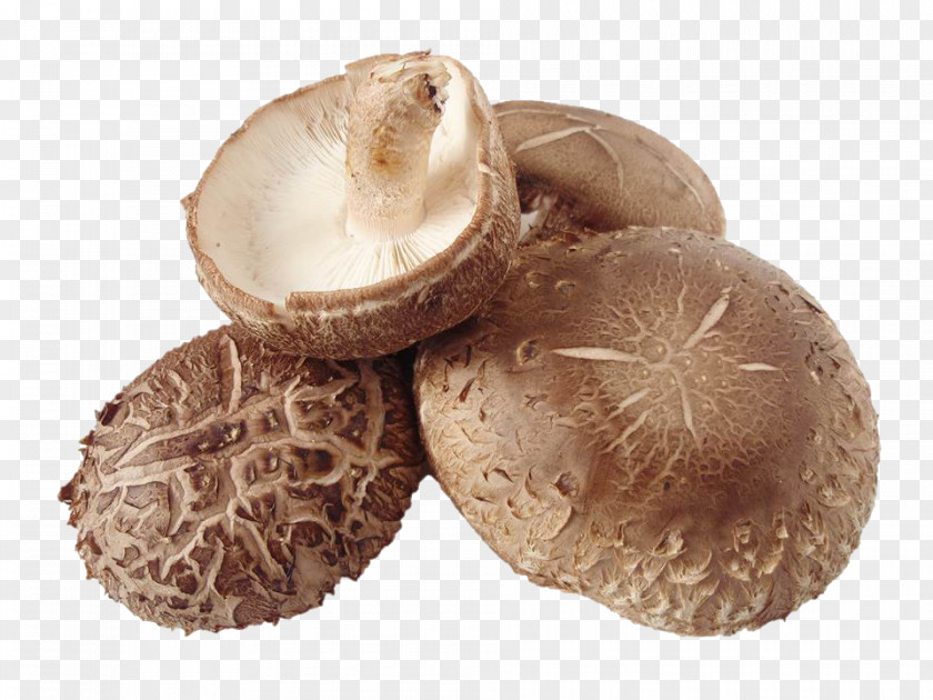 Mushroom Shiitake Common Edible Lentinus PNG