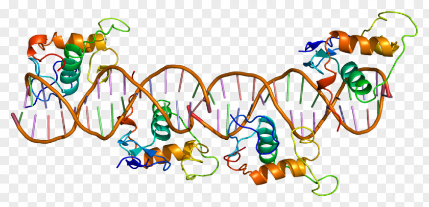 Retinoid X Receptor Alpha Retinoic Acid Gamma Nuclear PNG