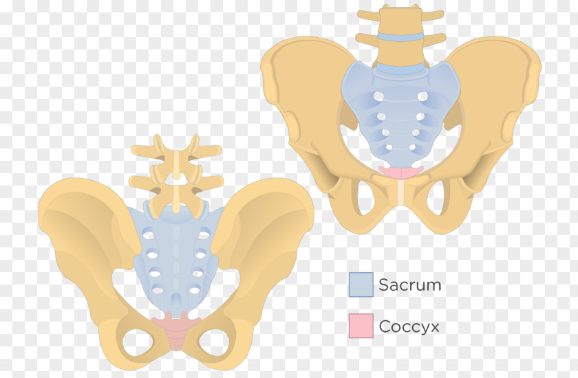 Sacrum Iliopectineal Line Coccyx Pelvis Bone PNG