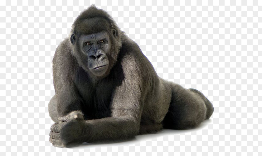 Black Gorilla Gorillas PNG
