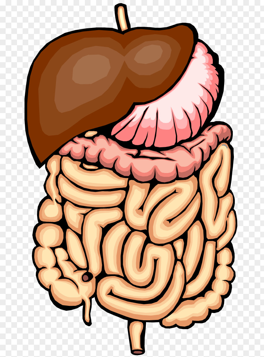 Digestive System Clipart Gastrointestinal Tract Small Intestine Large Clip Art PNG