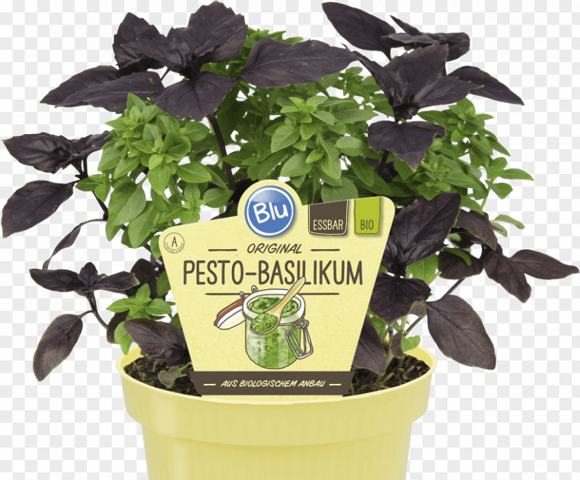 Genovese Basil Pesto Raised-bed Gardening Vegetable PNG