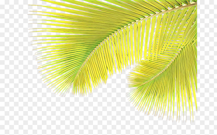 Palm Tree Arecales Background PNG