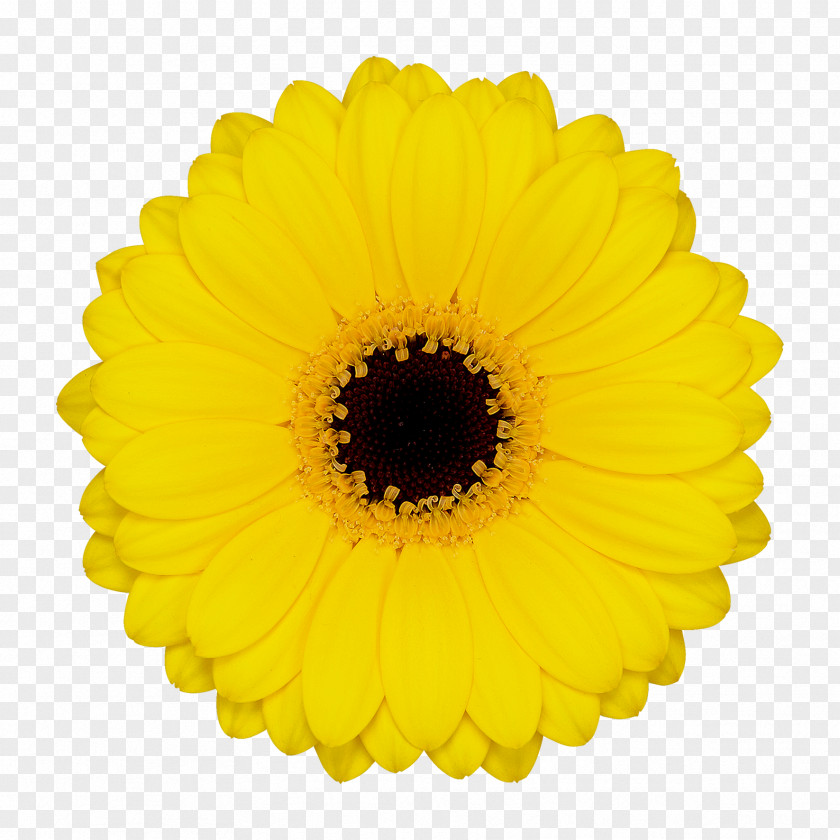 Transvaal Daisy Floristry Cut Flowers Sailor Wholesale PNG