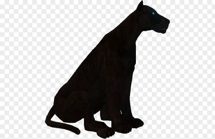 Cat Dog Canidae Terrestrial Animal Puma PNG