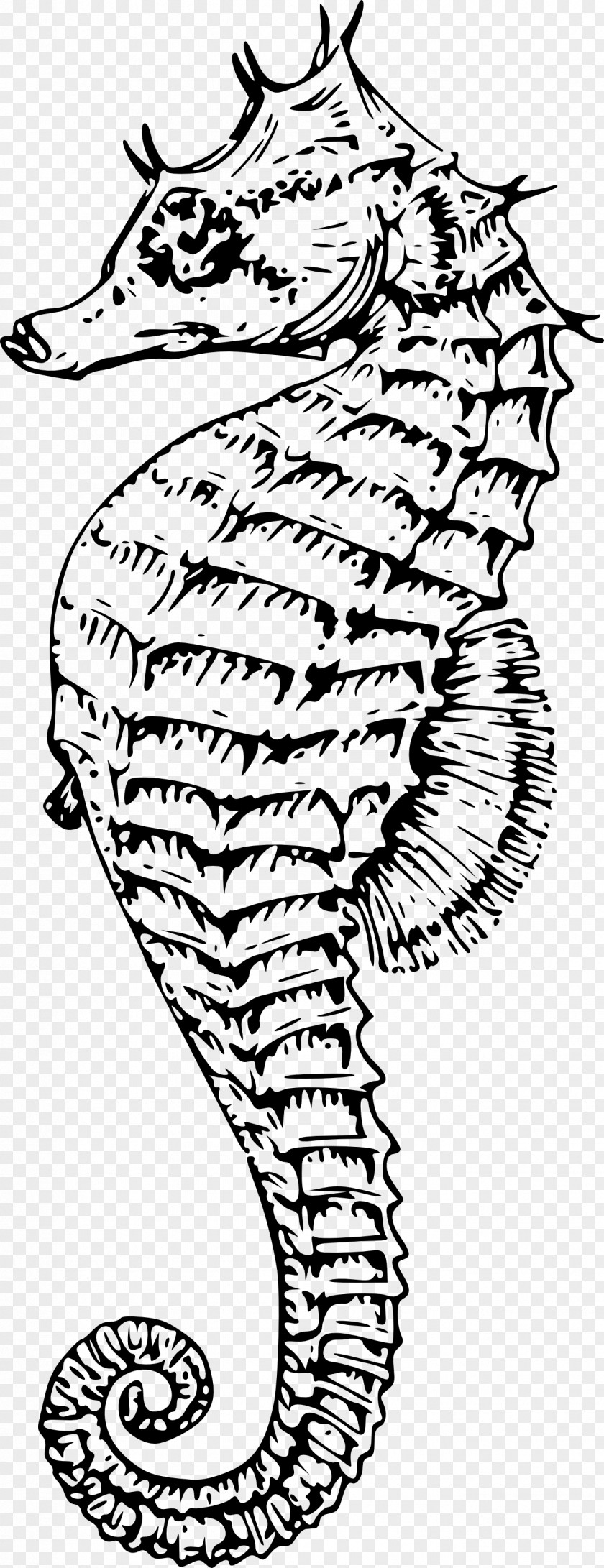 Design Lined Seahorse Drawing Printing Art PNG