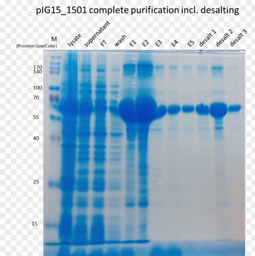 Falcon Tube Polyacrylamide Gel Electrophoresis Chromatography Protein SDS-PAGE 岩手県旅館ホテル生活衛生同業組合盛岡支部 PNG