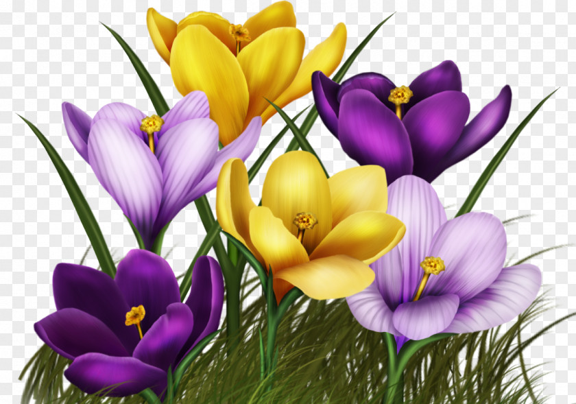 Flower Animated Film Clip Art PNG