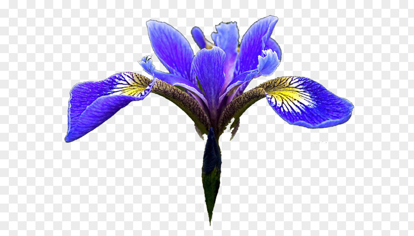 Flower Northern Blue Flag Iris Data Set Clip Art PNG