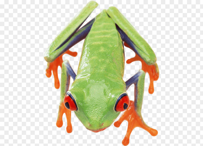 Frog True Common Edible PNG