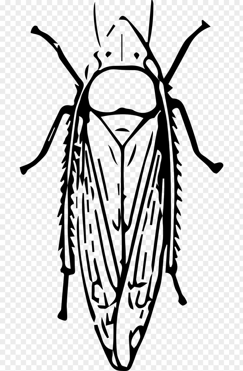 Insect Leaf Clip Art PNG