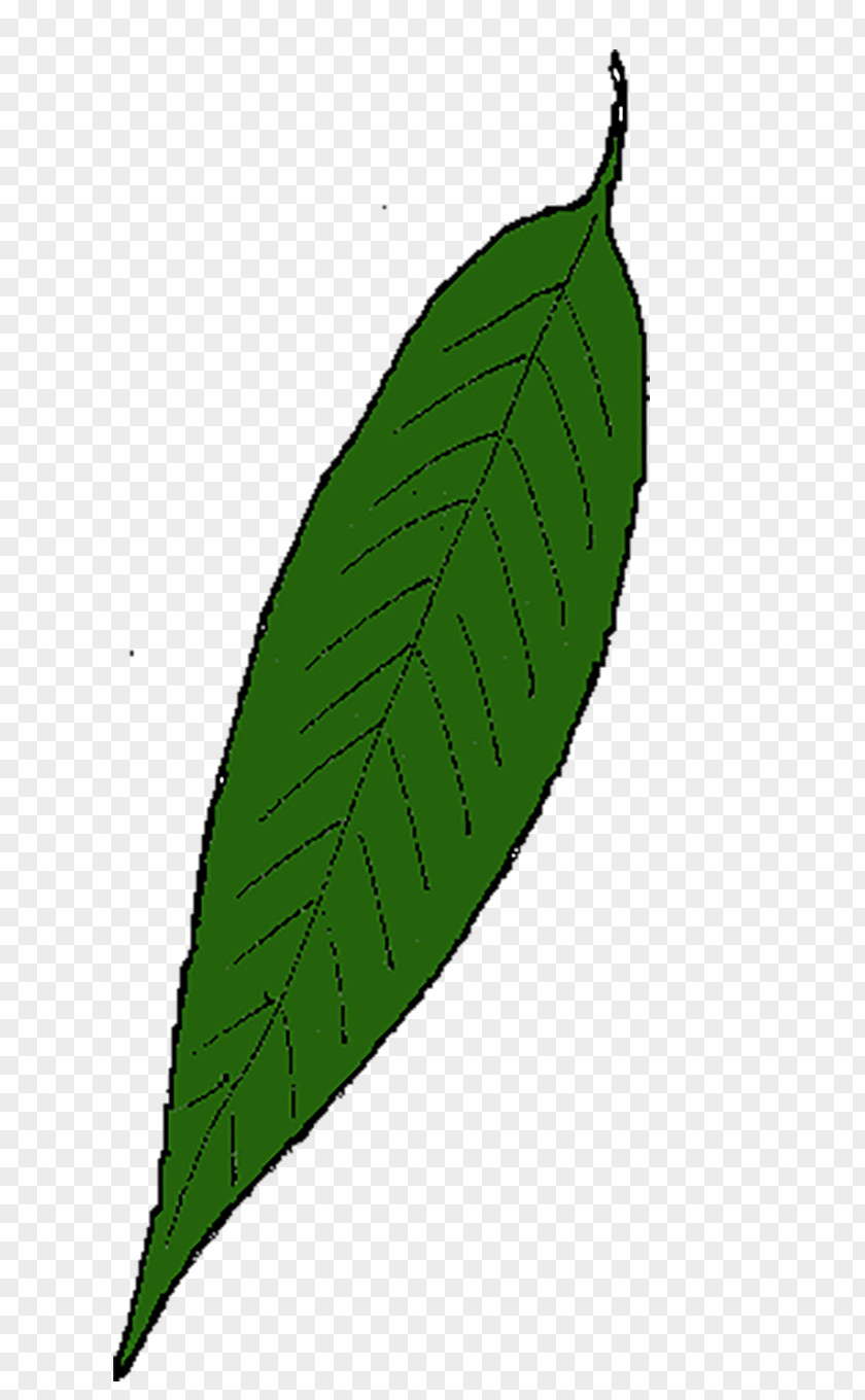 Leaf Maple Willow Leaflet Drawing PNG