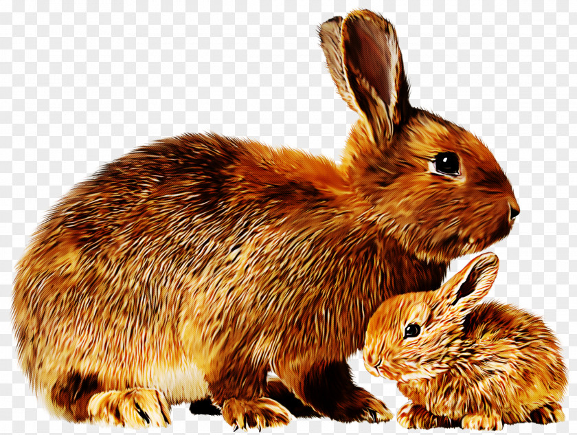 Rabbit Mountain Cottontail Rabbits And Hares Hare Lower Keys Marsh PNG
