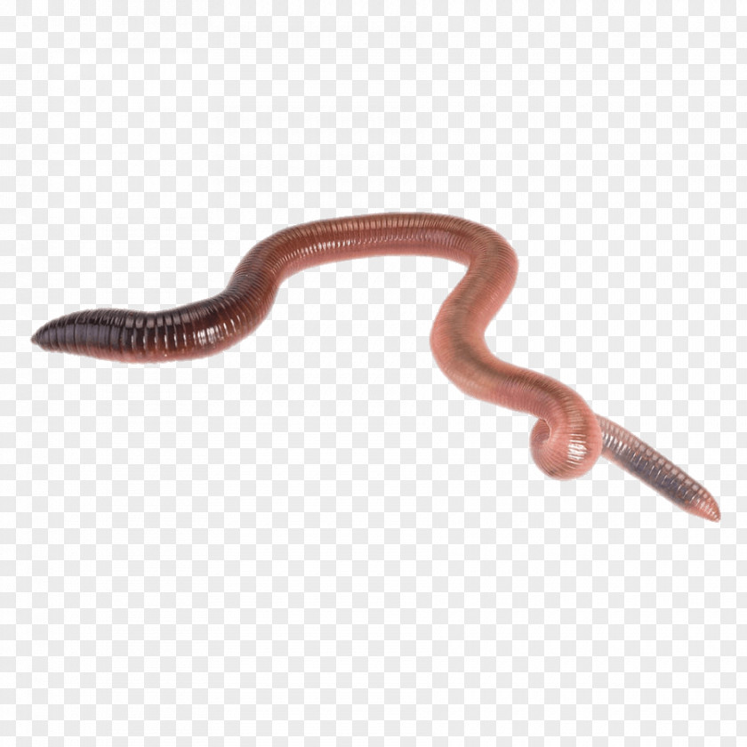 Worms Earthworm Biology PNG