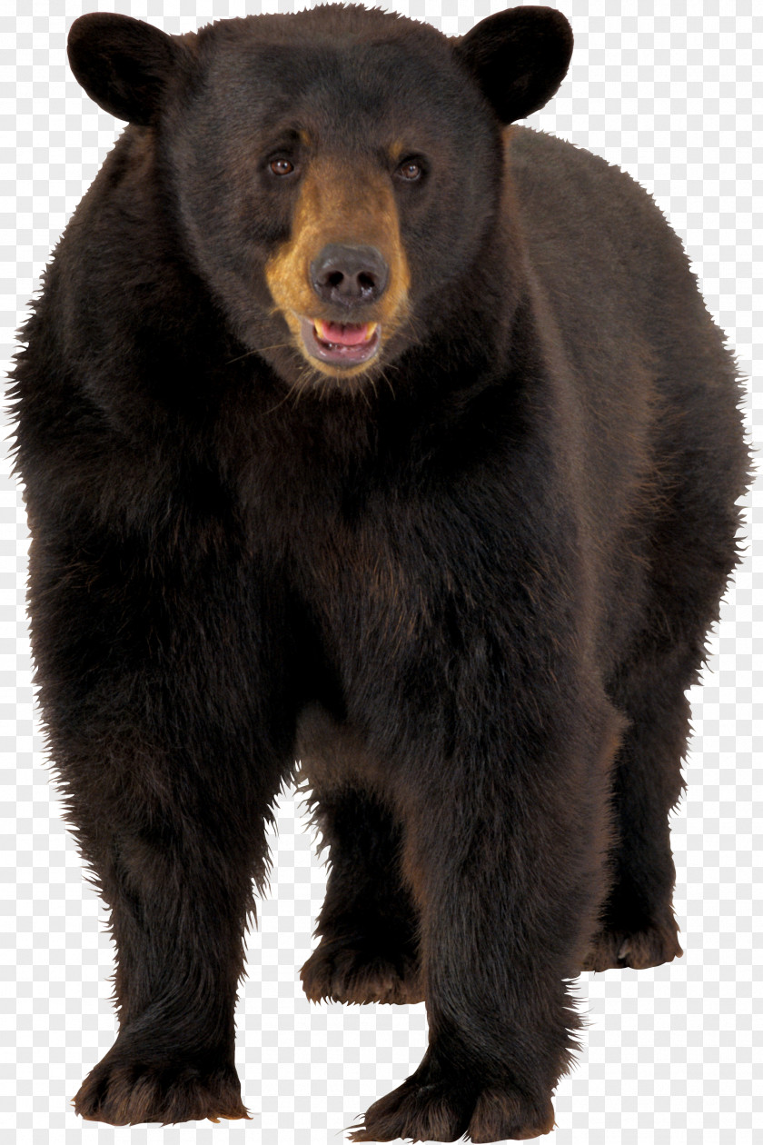 Brown Bear Image American Black Clip Art PNG
