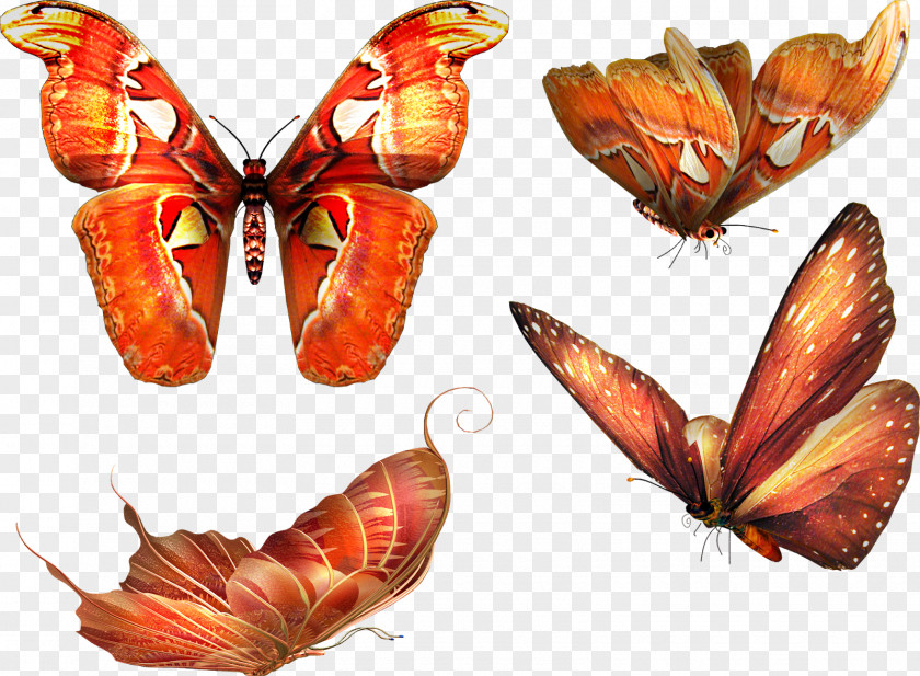 Butterfly Papillon Dog PNG