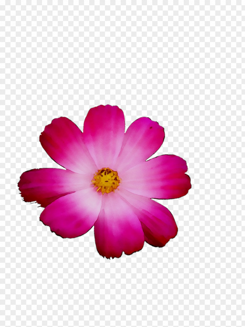 Garden Cosmos Annual Plant Herbaceous Pink M Family Invest D.o.o. PNG