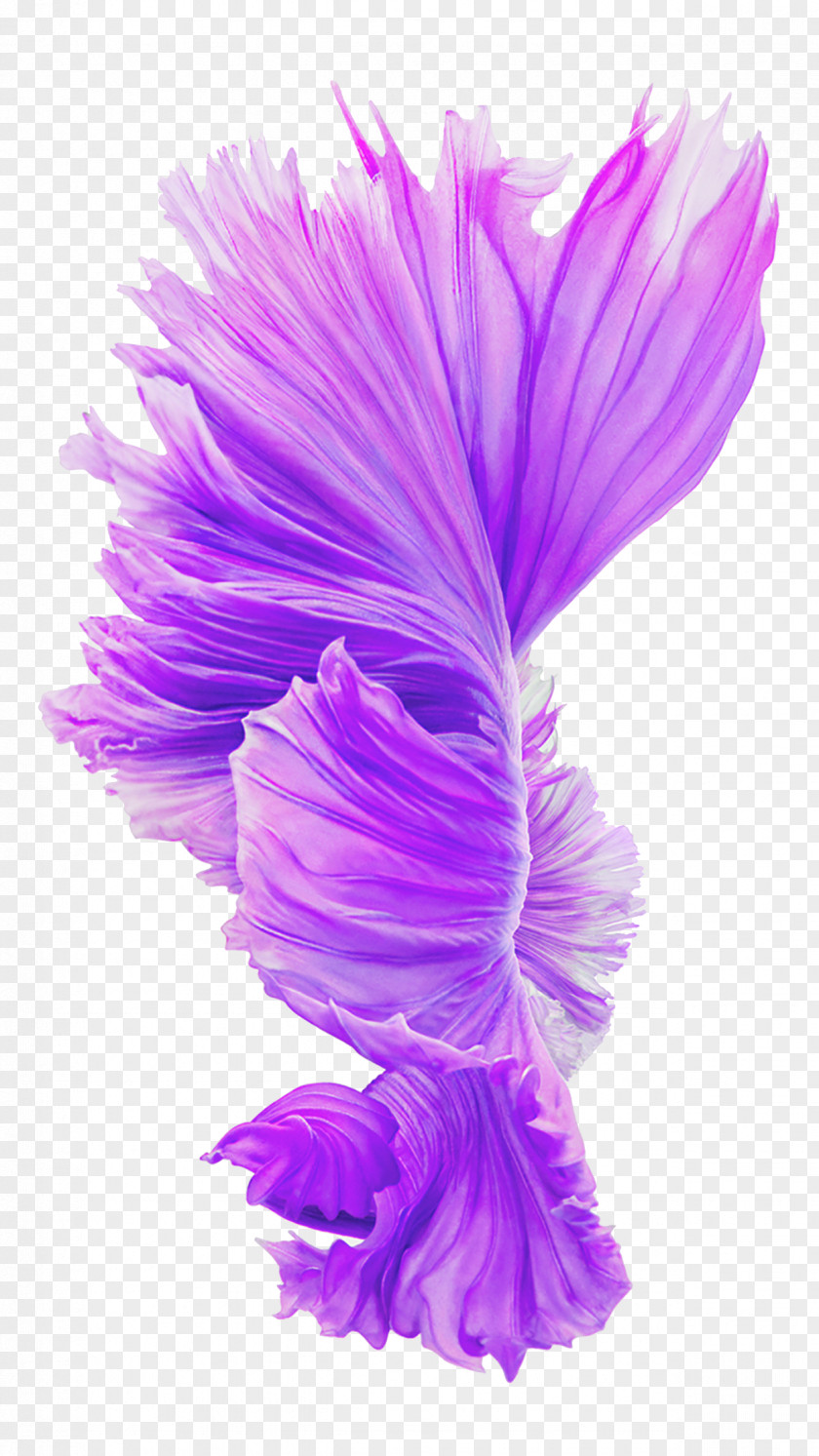 Purple Flowers Blooming IPhone 6s Plus 6 4S IOS LTE PNG