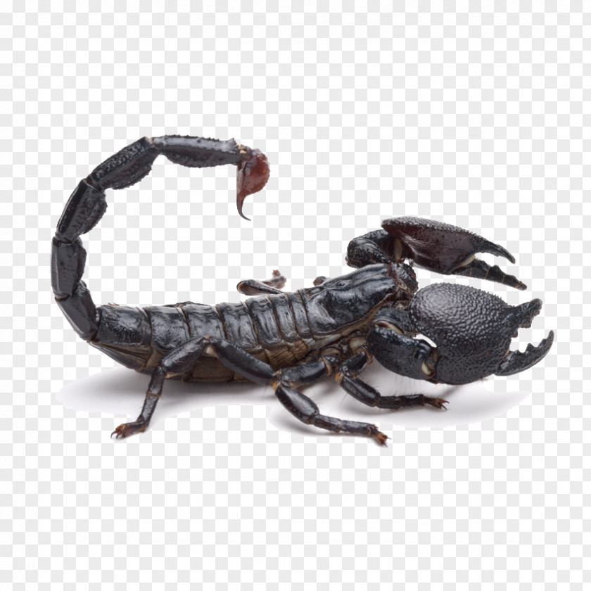 Black Scorpion Emperor Tail Poison PNG