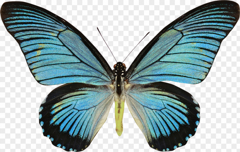 Blue Butterfly Swallowtail Histories Papilio Zalmoxis Rumanzovia PNG