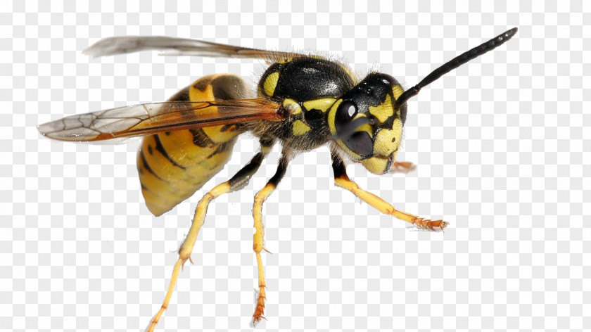 Bee Characteristics Of Common Wasps And Bees Hornet Pest Control PNG