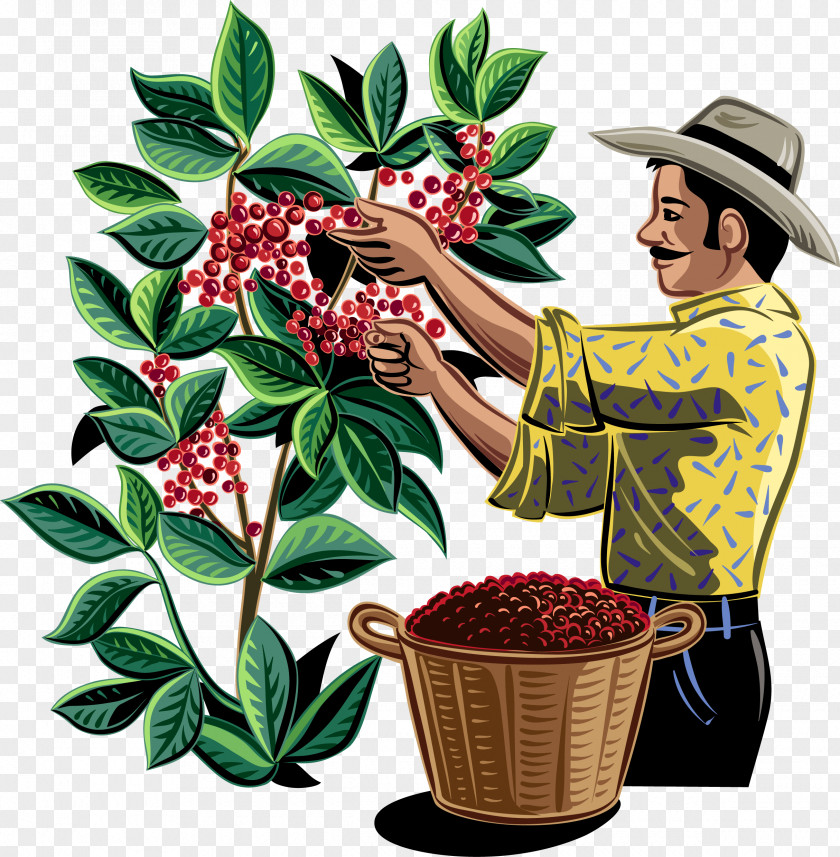 Coffee Bean Plantation Drink PNG