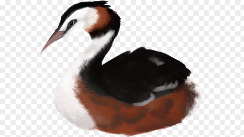 Ducks Geese And Swans Ruddy Duck Cartoon PNG